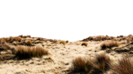 arid landscape with sun-baked vegetation isolated on white background