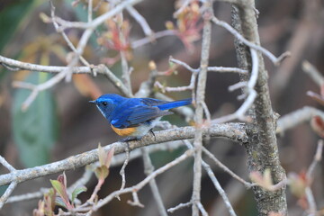 Himalayan bluetail (Tarsiger rufilatus), also called the Himalayan red-flanked bush-robin or orange-flanked bush-robin. This photo was taken in North India.