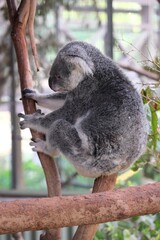 Koala Clinging to Tree Australia