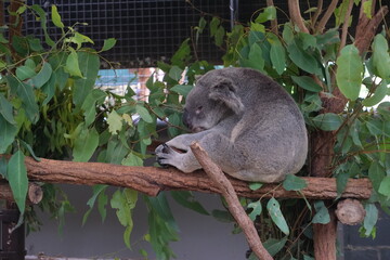 Koala Clinging to Tree Australia