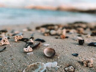 lose-Up of Seashells and Pebbles on Sandy Beach