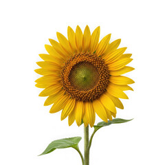 Obraz premium Vibrant sunflower with detailed petals and seed head isolated on dark