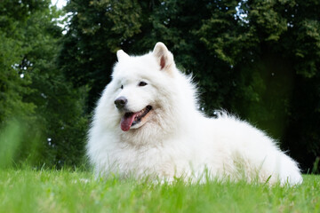 Fluffy white Samoyed dog with a friendly expression lies on green grass, surrounded by nature, showcasing its playful and affectionate personality in a vibrant outdoor setting