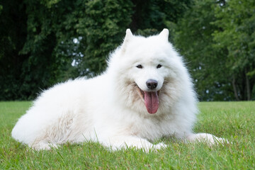 Obraz premium Fluffy white Samoyed dog lounging on green grass, showcasing a friendly demeanor and playful spirit, embodying the essence of companionship and joy in nature