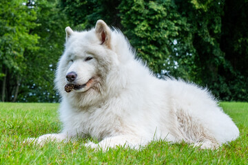 Obraz premium Fluffy white Samoyed dog lying on green grass, enjoying nature, with a friendly expression, embodying companionship and playfulness in a serene outdoor setting with copy space