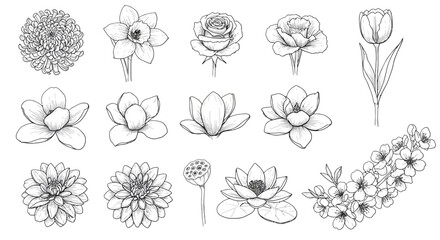 Collection of detailed floral drawings featuring various flower types including roses, tulips, daffodils, and water lilies in a sketch style.
