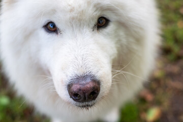 Fototapeta premium Fluffy white Samoyed dog with bright eyes and a friendly expression, showcasing its playful nature and affectionate demeanor in a vibrant outdoor setting with greenery and soft lighting
