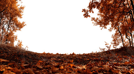Autumnal scene: forest trees with colorful leaves isolated on white background