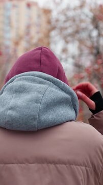 Rear view of person walking through chilly winter park adjusting beanie for warmth, snow-covered ground, bare trees with red berries, and blurred background
