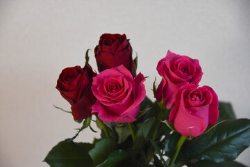 赤とピンクのばら