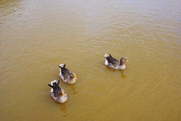Geese swimming in a lake in a park, poultry, animal.
