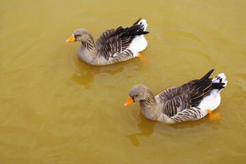 Geese swimming in a lake in a park, poultry, animal.