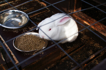 White fluffy rabbit with pink ears and red eyes, animal, nature.