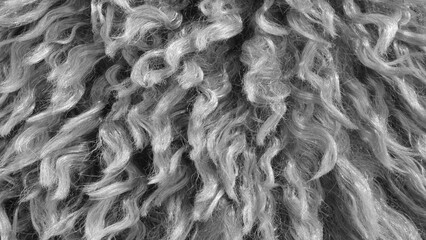 Close up of a fuzzy, gray, curly hair. The hair is very thick and has a lot of texture