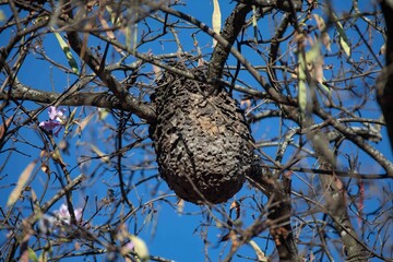 Wild termite nest high in a tree in the Brazilian Cerrado biome