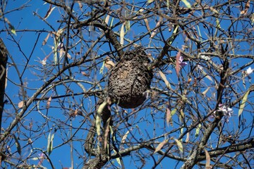 Wild termite nest high in a tree in the Brazilian Cerrado biome