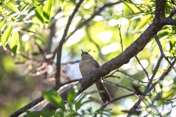 The nest of João-graveto or João-de-pau, Phacellodomus rufifrons, is a passerine, grassland bird, of the Furnariidae family, found in Brazil, Bolivia, Paraguay and Argentina.