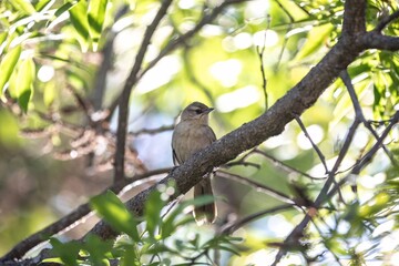 The nest of João-graveto or João-de-pau, Phacellodomus rufifrons, is a passerine, grassland bird, of the Furnariidae family, found in Brazil, Bolivia, Paraguay and Argentina.