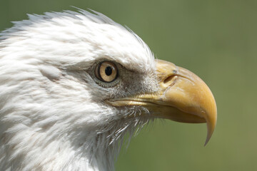 American Bald Eagle