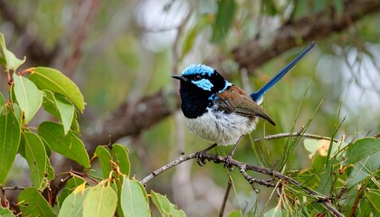 Obraz premium Vibrant blue bird perched on branch