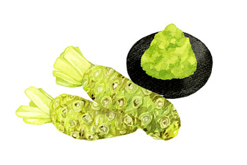 生ワサビのすりおろし　野菜・薬味の手描き水彩イラスト素材