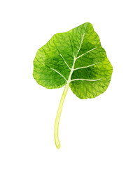 Fototapeta premium 葉ワサビ（単品） 野菜・薬味の手描き水彩イラスト素材