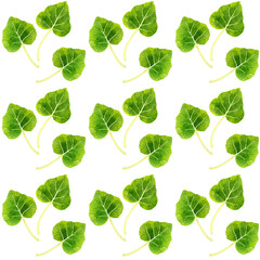 葉ワサビのシームレスパターン　手描き水彩イラスト背景素材