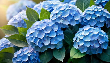 Beautiful Blue Hydrangea Blooms With Delicate Petals And Vibrant Green Leaves Create Serene And Calming Atmosphere
