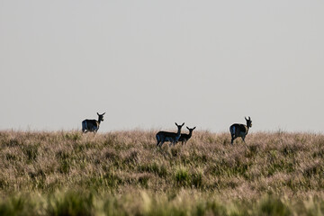 Female Blackbuck Antelope in Pampas plain environment, La Pampa province, Argentina