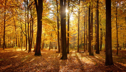 Fototapeta premium Golden Autumn Forest With Tall Maple Trees And Sunlight Through Leaves