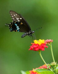 Fototapeta premium Butterfly feeding on flower outdoors