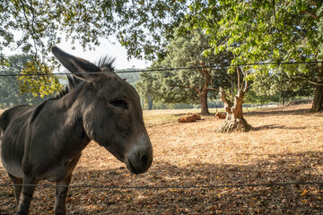 A close-up of the head of a donkey with gray fur and a scrambled mane, standing in a sunny field....