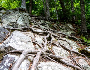 Obraz premium Roots climbing over rocks in a forest