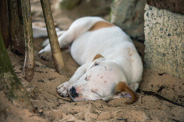 Cute puppy sleeping peacefully on sandy ground under tree shade