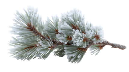 frost covered pine branch with needles isolated on white background