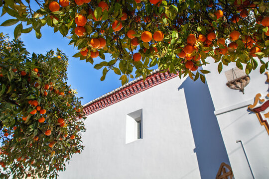 Bitter orange trees beside Santa Maria la Mayor in Sanlucar la Mayor