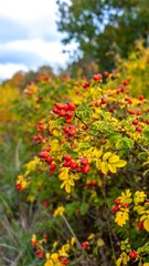 Fototapeta premium Vibrant autumnal rose hips