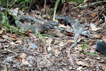Two Lace Monitors (Varanus varius) in a courting display.