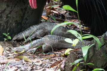 Close up of Southern Cassowary (Casuarius casuarius) feet while resting on ground. Photographed Daintree rainforest, Far North Queensland, Australia.