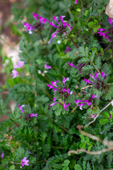 planta, flores y frutos silvestres de los andes peruanos