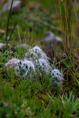 planta, flores y frutos silvestres de los andes peruanos