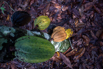 fruto del arbol de cacao en la selva peruana