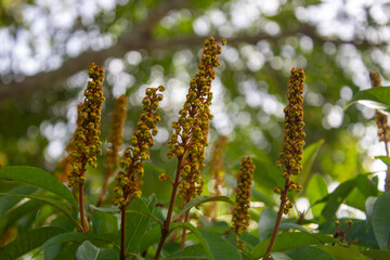 planta silveste amarilla de la selva central peruana