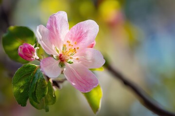 Obraz premium Close-up of a delicate pink apple blossom (2)