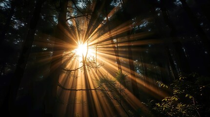 sunlight filtering through a dense forest