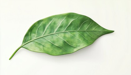 Fototapeta premium Simple Botanical Leaf Design In Green. The Green Leaf Out Symbolizes Nature And Simplicity, Perfect For A Clean And Fresh Aesthetic.