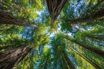 Lush forest canopy viewed from below