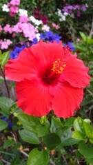 Vibrant red hibiscus flower in garden setting