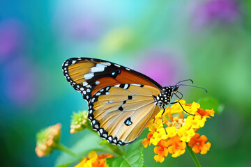 Naklejka premium Elegant Monarch Butterfly Gathering Nectar from Vibrant Lantana Flowers in a Lush Garden with a Soft, Colorful Bokeh Background and Intricate Wing Patterns