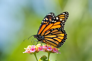 Delicate Monarch Butterfly Sipping Nectar from Vibrant Lantana Flowers in a Sunlit Garden A Close Up of Nature's Beauty and Pollination in Action Capturing the Essence of Summer